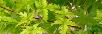 Acer palmatum Kinky Krinkle