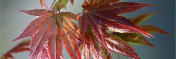 Acer palmatum Wattez