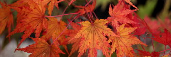 Acer palmatum Fall's Fire