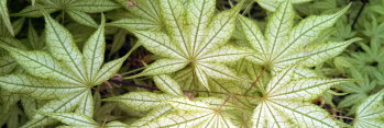 Acer palmatum Gold Reticulated