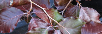 z Fagus sylvatica Tourtosa Purpurea