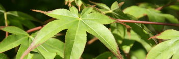 Acer palmatum Saku