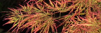 Acer palmatum Otto’s Dissectum