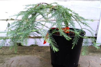 Metasequoia glyptostroboides Bonsai (Dawn Redwood)