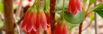 z Enkianthus campanulatus Very Red