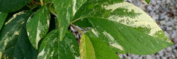 z Halesia tetraptera Silver Splash