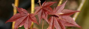 Acer palmatum Nanase gawa