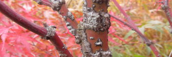 Acer palmatum Pine Bark