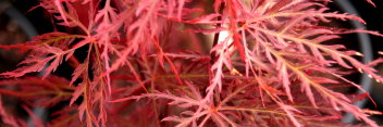 Acer palmatum Pink Filigree