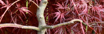 Acer palmatum Inaba shidare