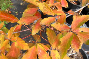 Acer griseum Cinnamon Flake