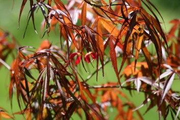 Acer palmatum Red Spider