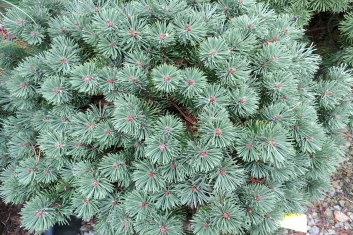 Pinus mugo Sherwood Compact