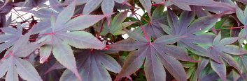 Acer palmatum Fujinami nishiki