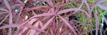 Acer palmatum Enkan