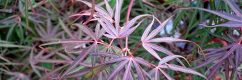 Acer palmatum Red Cloud