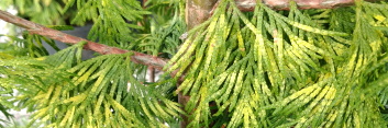 z Conifer Thuja plicata Zebrina Extra Gold