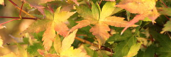 Acer palmatum Coral Pink